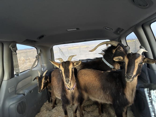 transporting-goats